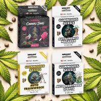 Smash Cannabis Samen | 3 Stück pro Packung