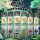 Kolja&acute;s H3 Superior Vape - verschiedene Sorten 1ml I 95% Blend