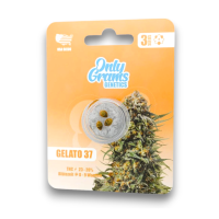 OnlyGrams Genetics Cannabis Samen - Gelato 37 | 3...