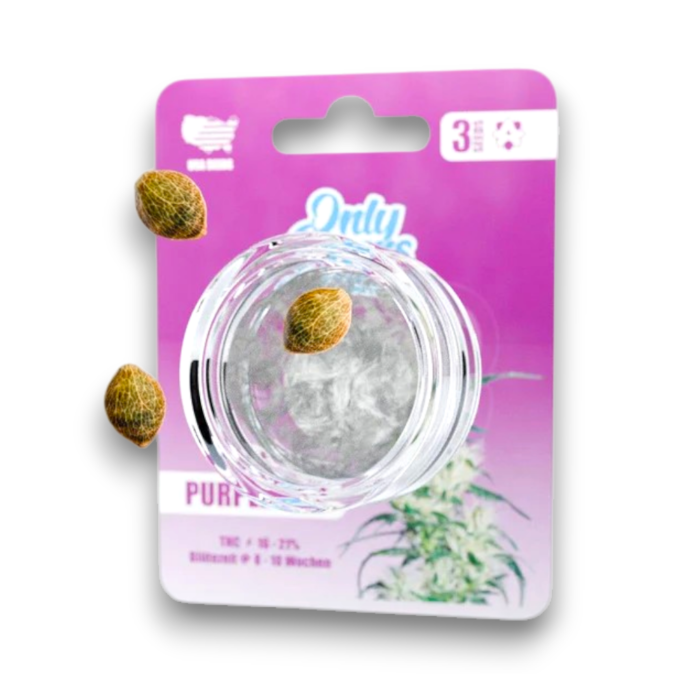 Only Grams Genetics Cannabis Samen - Purple Haze | 3 Stück pro Packung